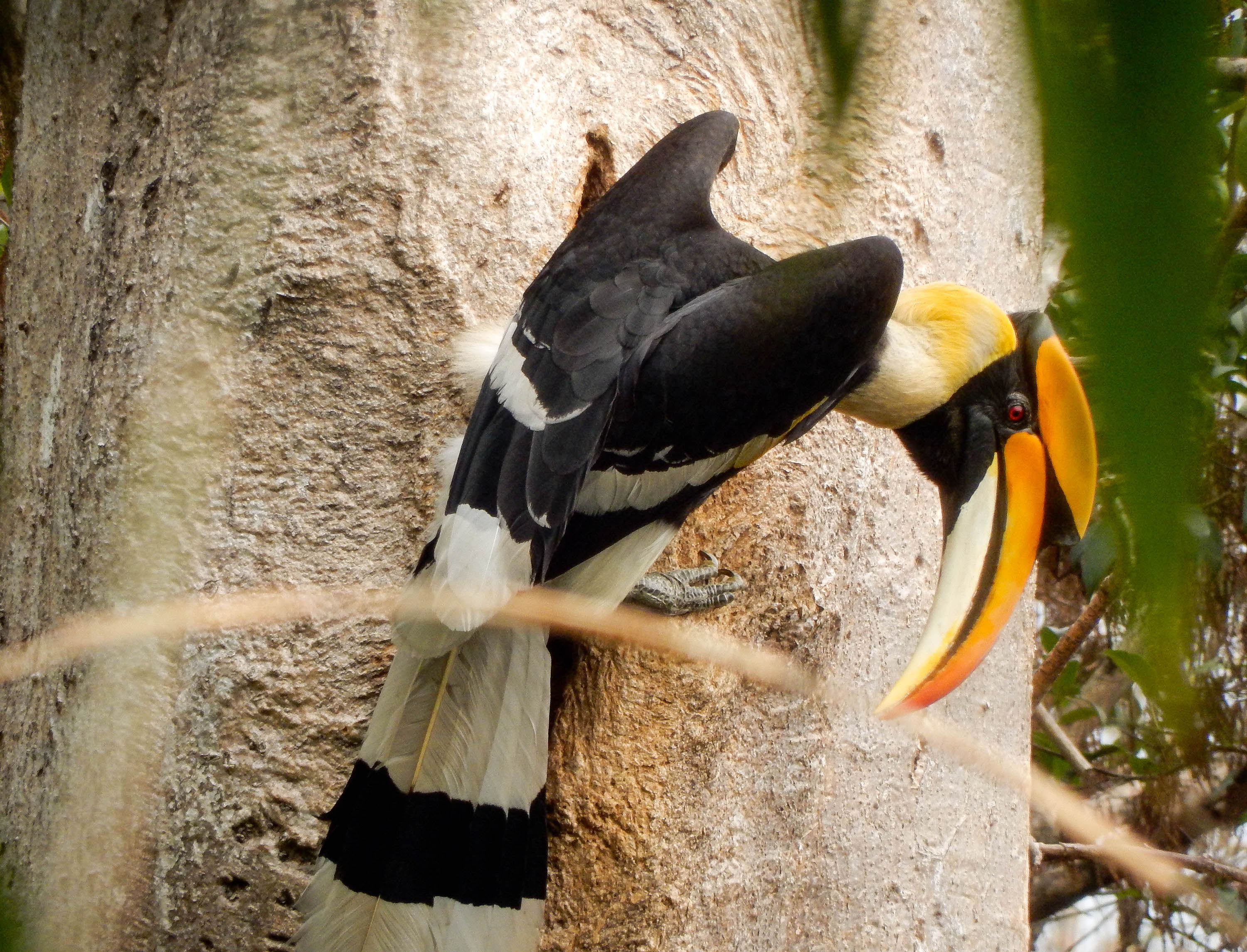 Great hornbill, Pakke, India. Photo: Julian Hoffman.