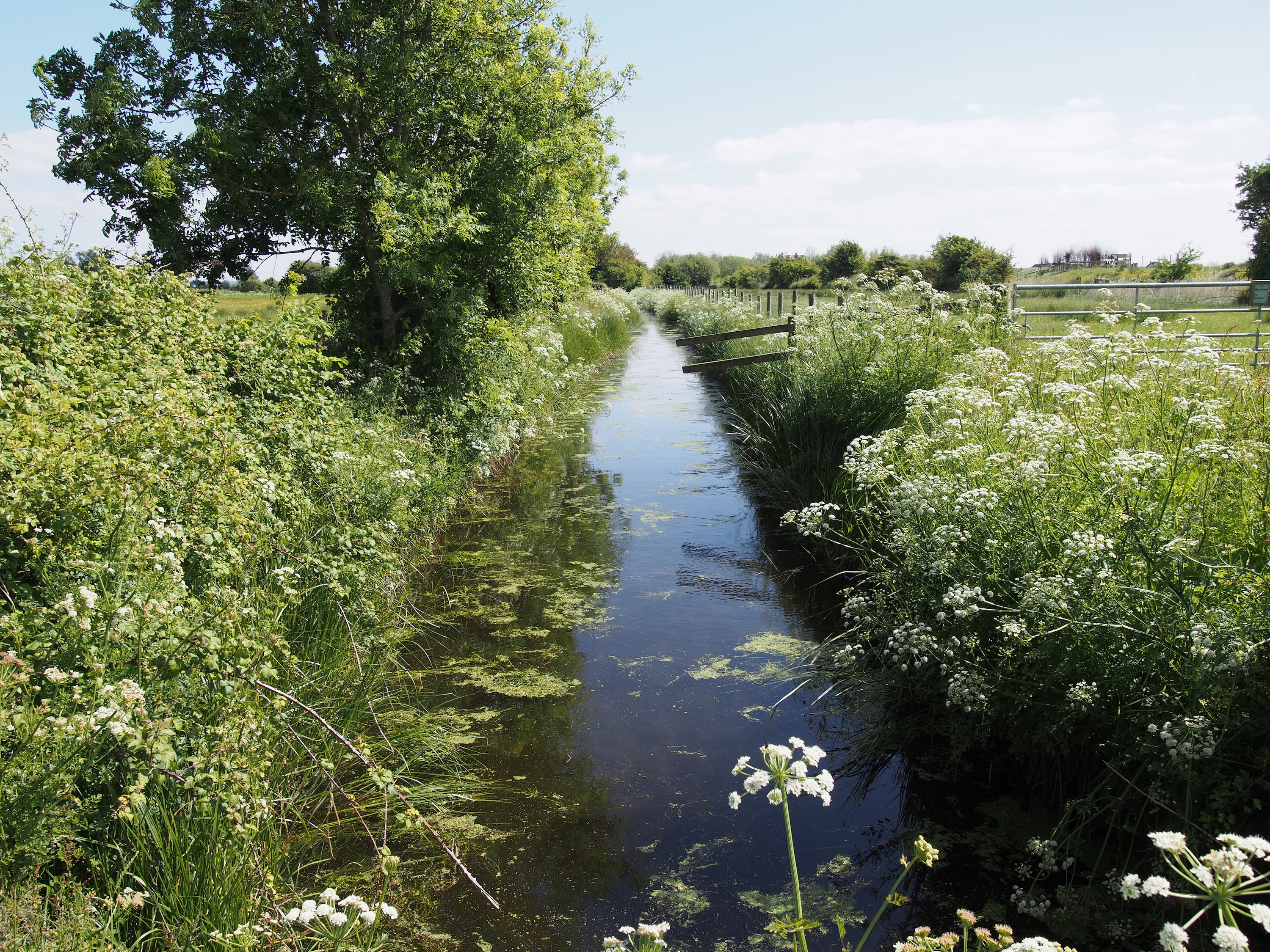 A 'protected' reen, Gwent Levels, Wales. Photo: Julian Hoffman.